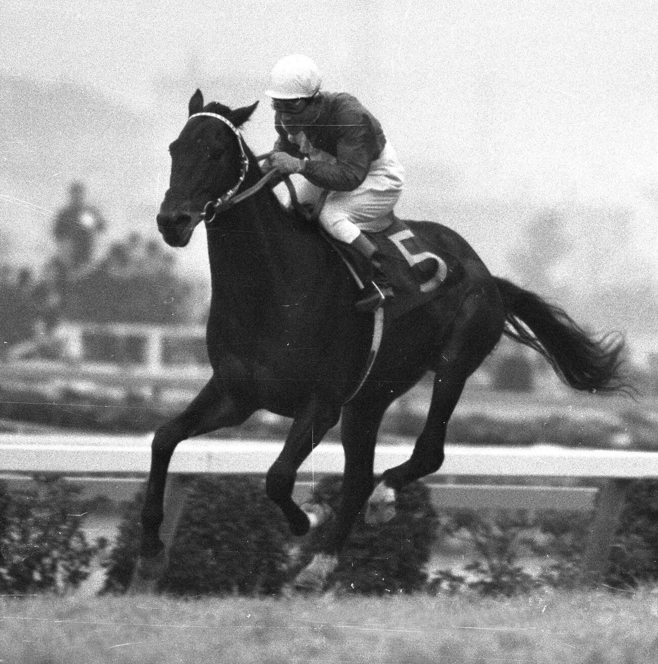 有馬記念を連覇したスピードシンボリ（1970年撮影）
