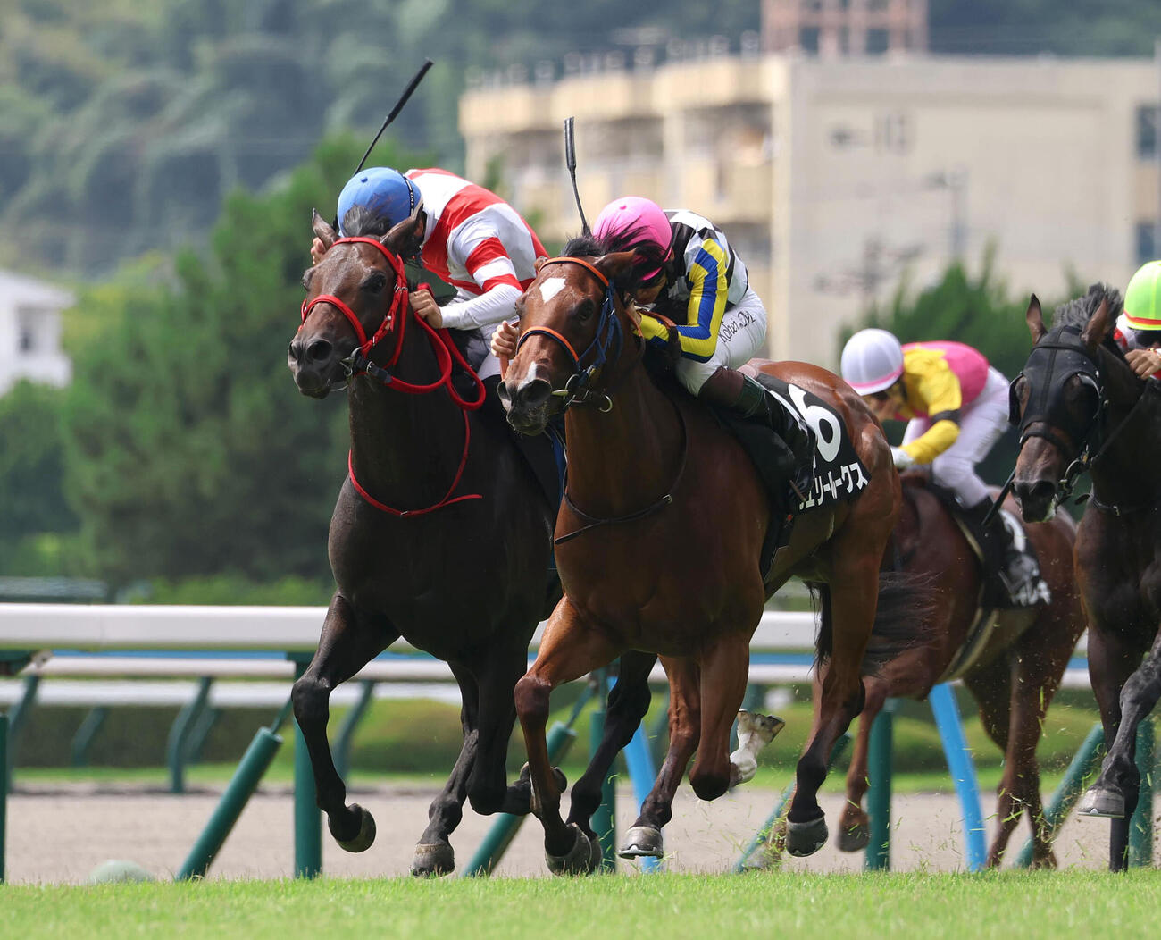 タカヨシ（左）との競り合いを制しひまわり賞を勝利したカエリールークス（撮影・白石智彦）