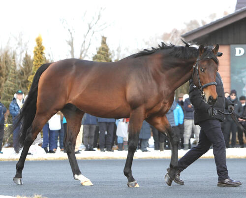 レア種牡馬特集号 2006年〜2013年 7冊セット 日本の種牡馬録7
