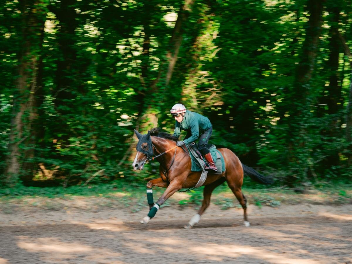 21日朝のカランダガン（C）Ascot Racecourse