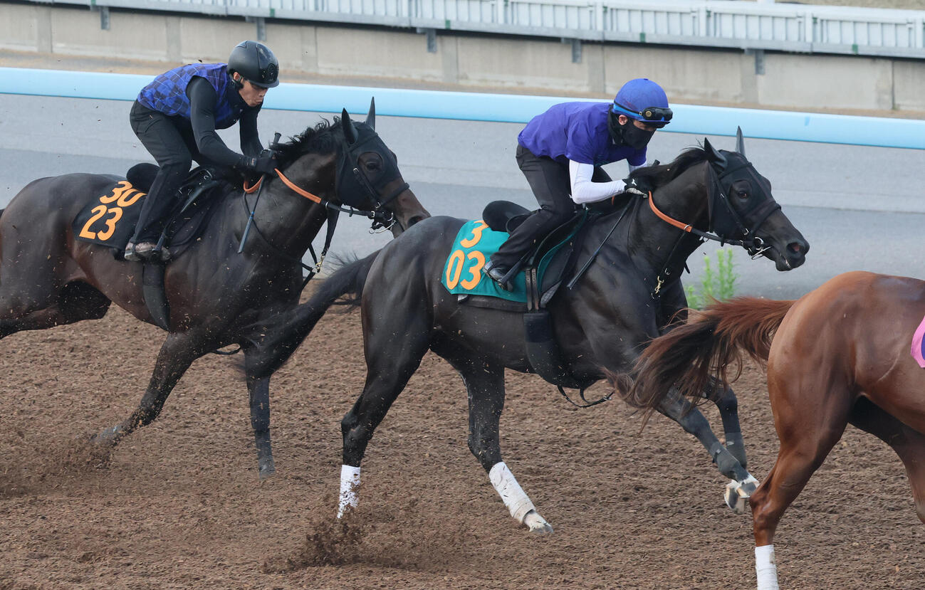アトミックリーチ（右）はデビュー戦に向けて美浦ウッドで追い切られた（撮影・丹羽敏通）
