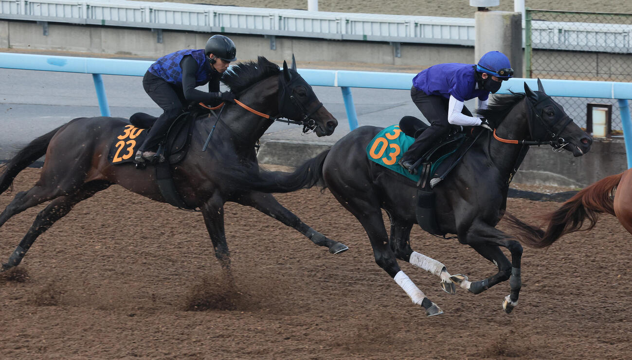 アトミックリーチ（右）はデビュー戦に向けて美浦ウッドで追い切られた（撮影・丹羽敏通）