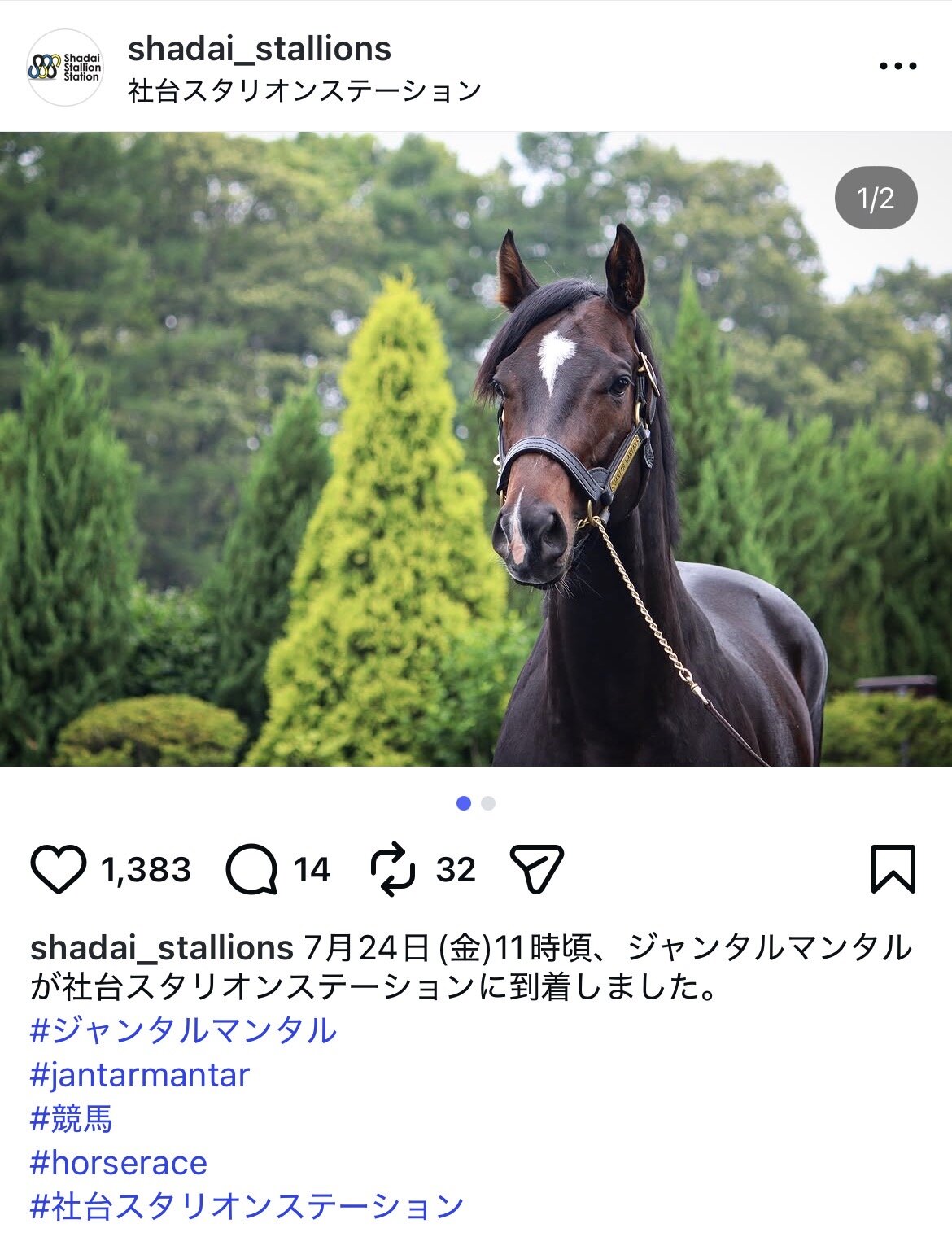 種牡馬入りしたジャンタルマンタルは社台スタリオンステーションに到着した