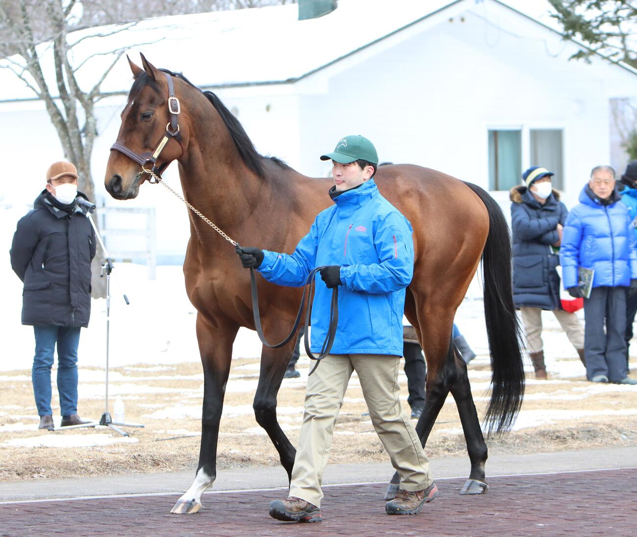 種牡馬になったマカヒキ（2023年撮影）