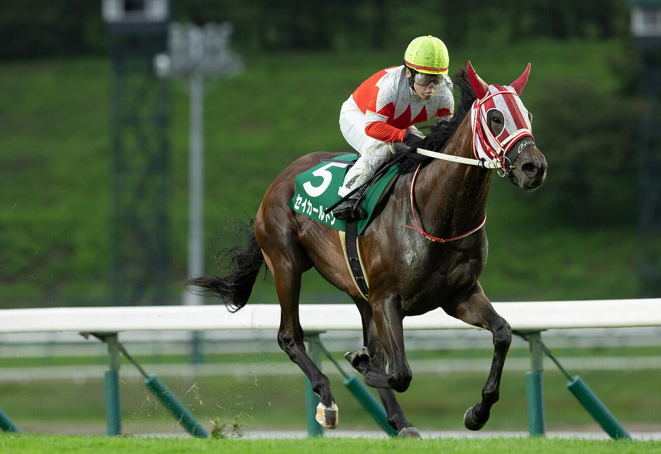 若鮎賞を制したマカヒキ産駒セイカールトン（写真提供・岩手県競馬組合）