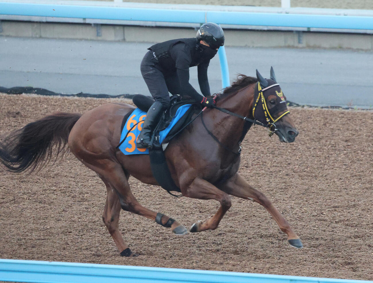 22日、クムシラコは美浦ウッドで追い切られた