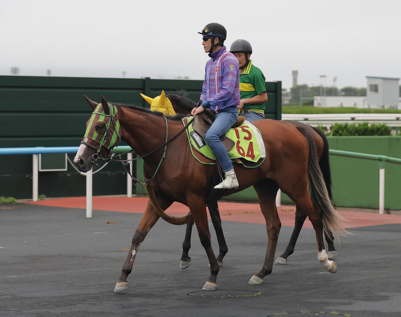 函館競馬場で調整するホウオウプレマ