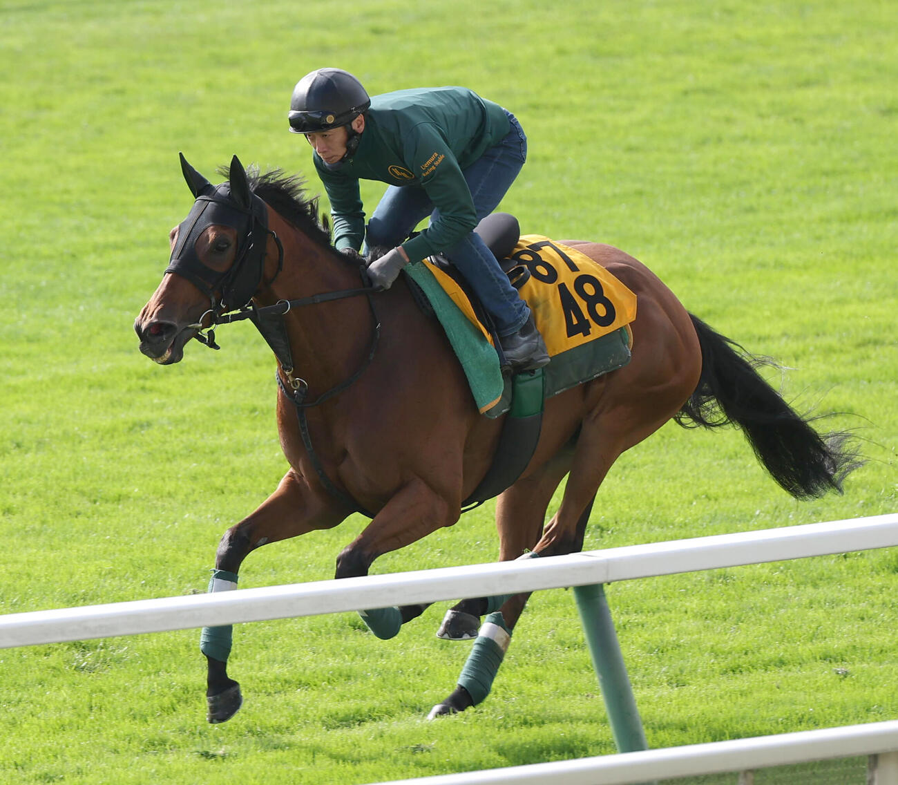 クイーンSに向け札幌競馬場の本馬場で追い切りを行ったココナッツブラウン