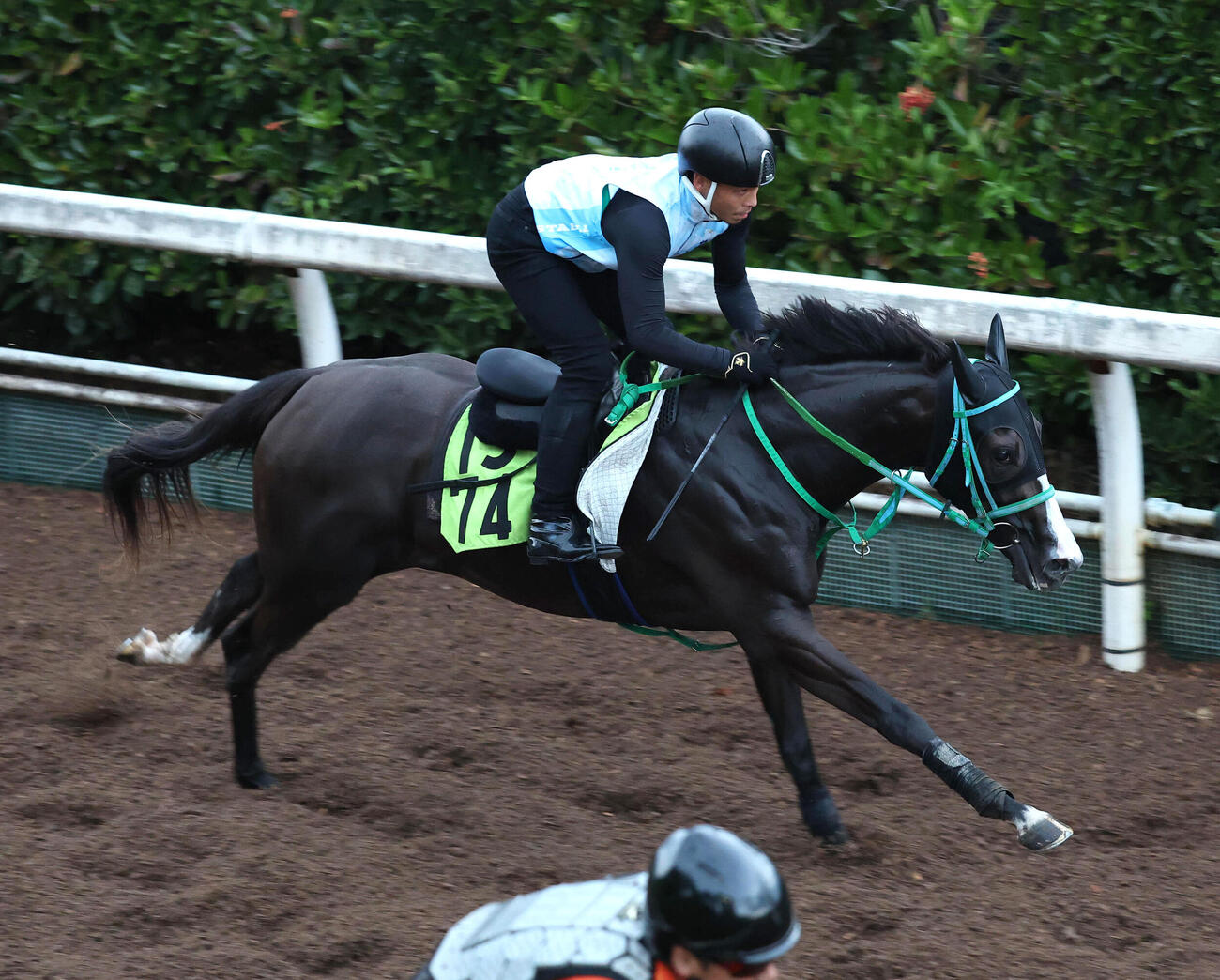 坂路を単走で追い切るアレオクール（撮影・白石智彦）