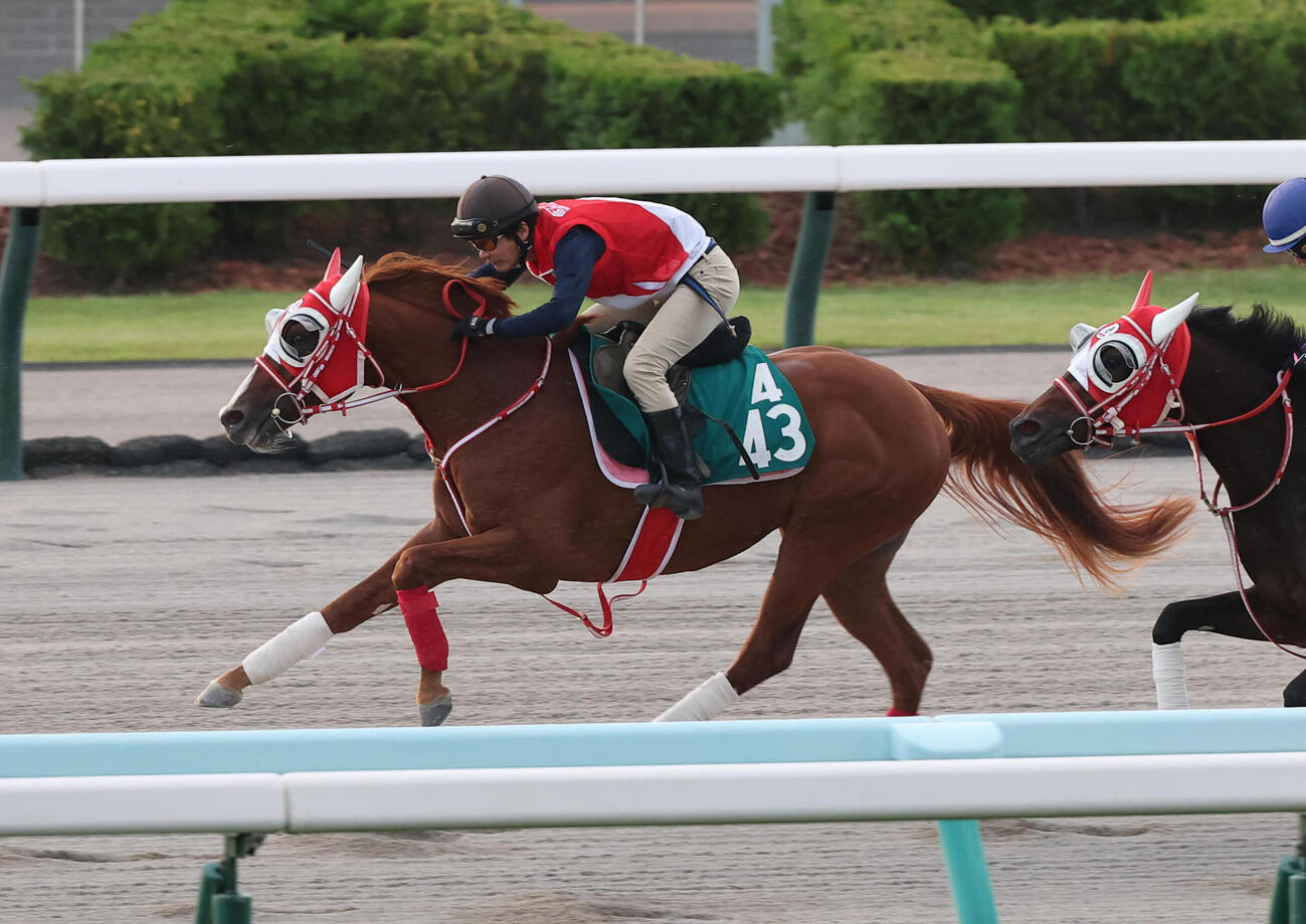札幌競馬場のダートコースで追い切りを行ったインワンズブラッド