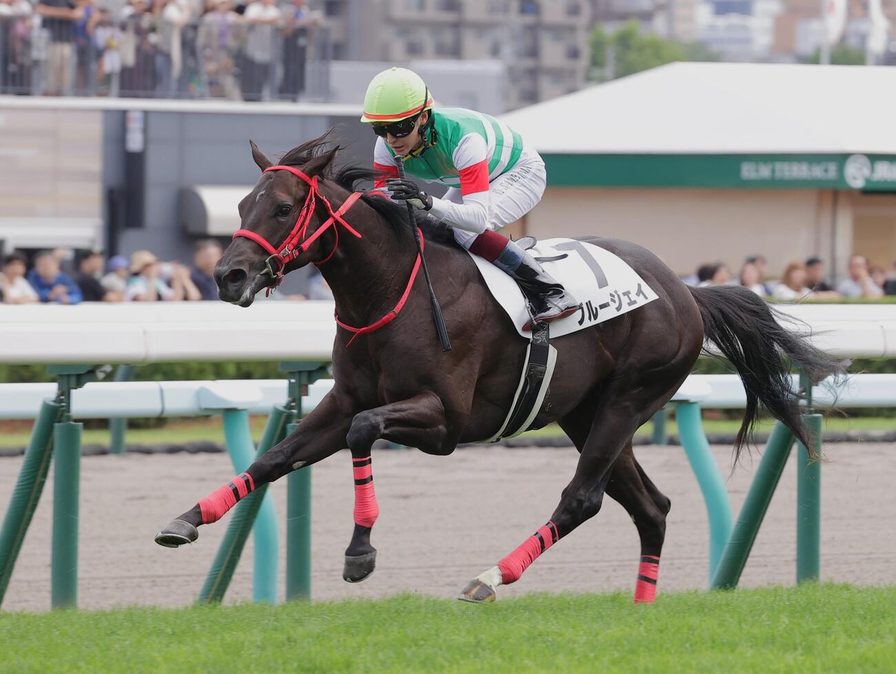 札幌5R新馬戦を制したブルージェイ