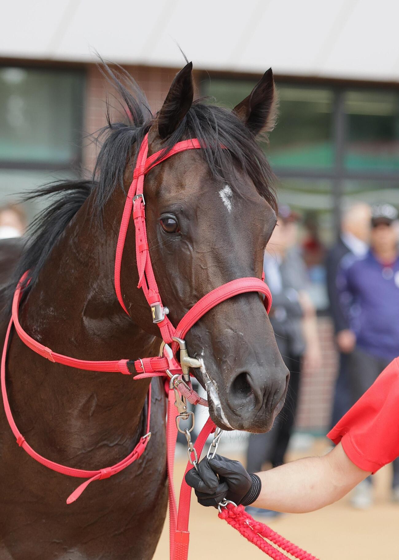 札幌5R新馬戦を制したブルージェイ