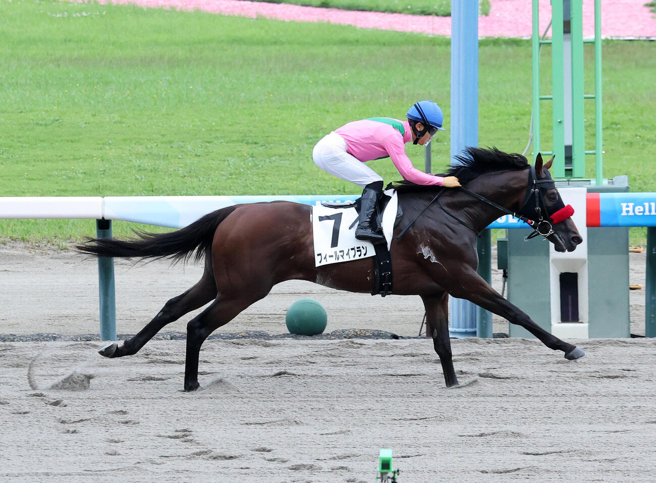 新潟9Rを制したフィールマイプランと荻野極騎手（撮影・鈴木正人）