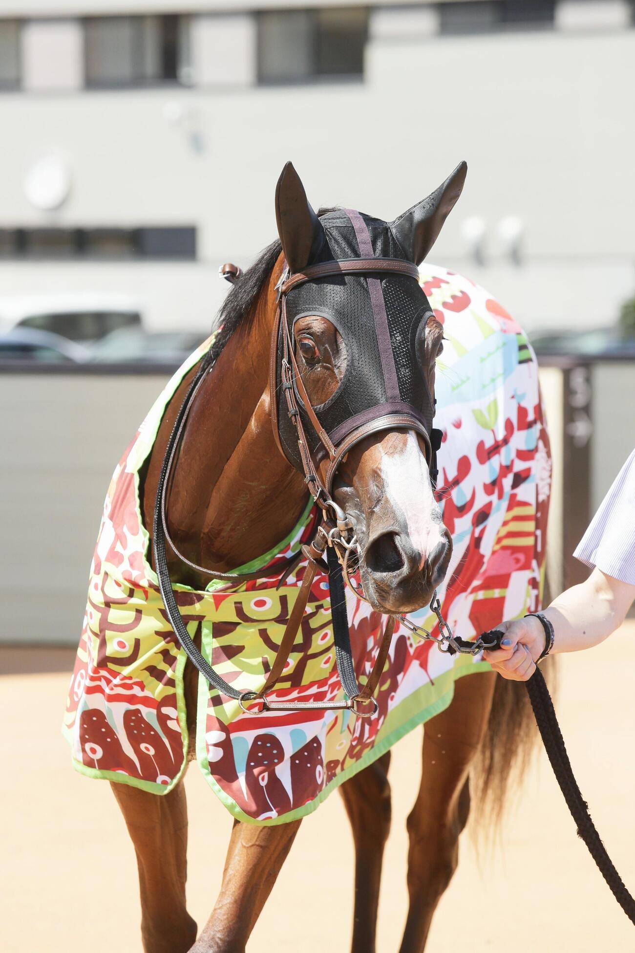 札幌5R、新馬戦を制したホウオウプレマ