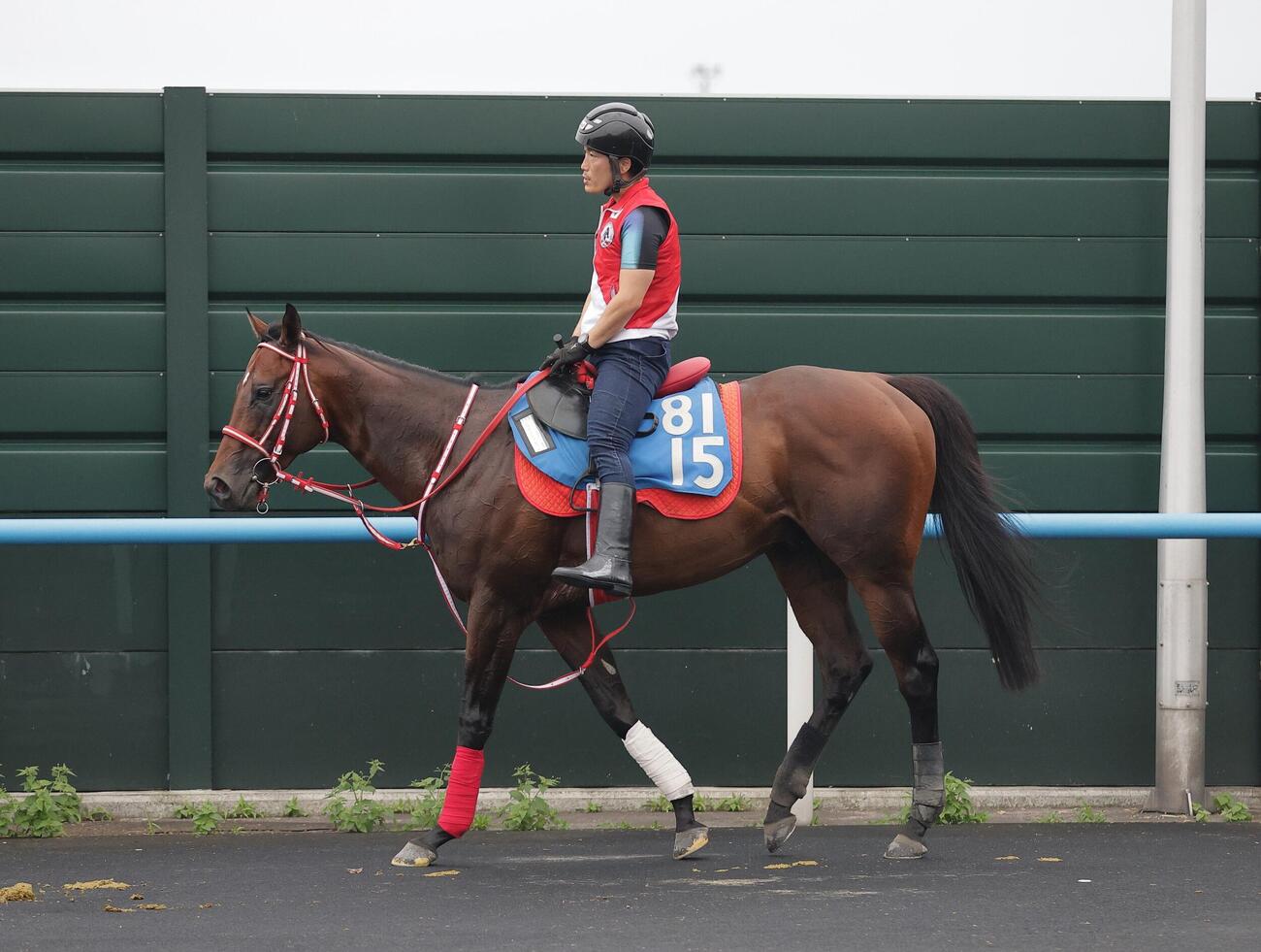 函館競馬場で調整するレヴォントゥレット