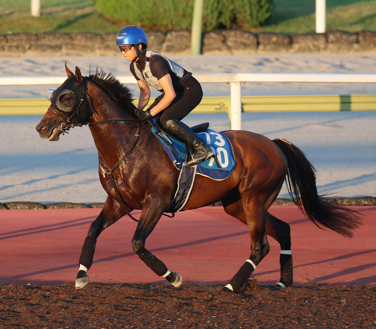 団野大成騎手を背に馬場入りするディアナザール（撮影・白石智彦）