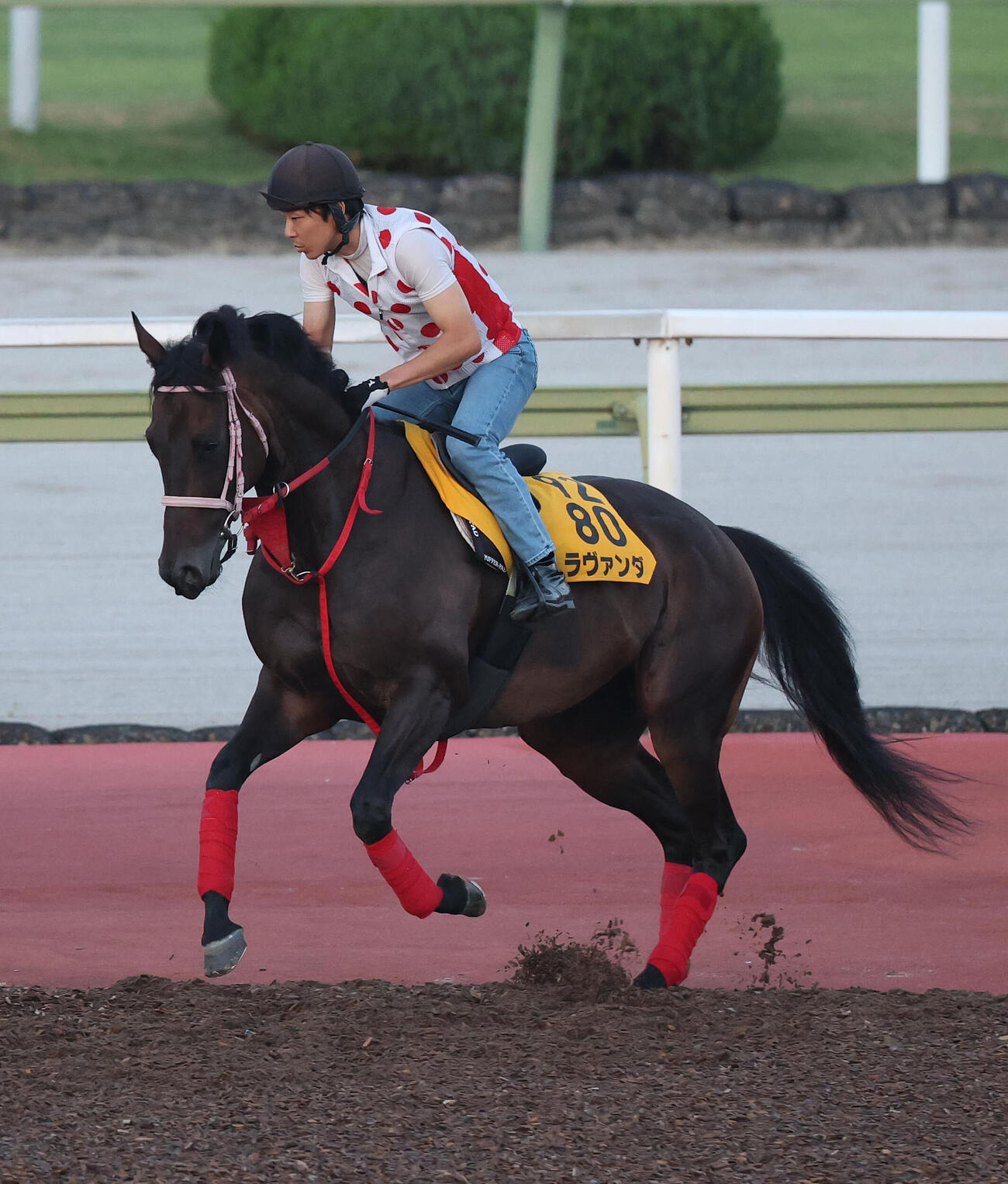 馬場入りするラヴァンダ（撮影・白石智彦）