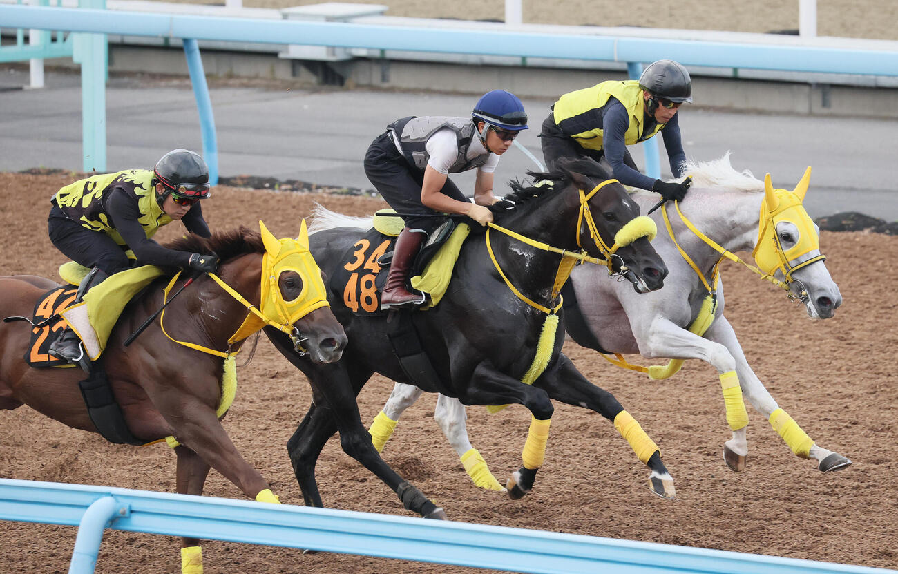 ドンエレクトス（中央）は荻野極騎手を背に美浦ウッドでマンマリアーレ（奥）などと併せて追い切られた（撮影・丹羽敏通）