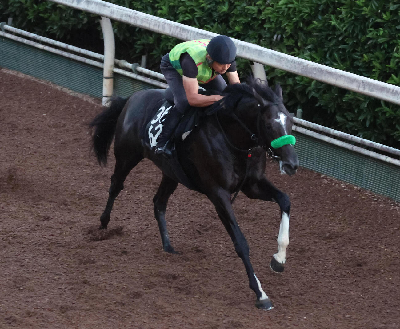坂路を単走で追い切るメルカントゥール　