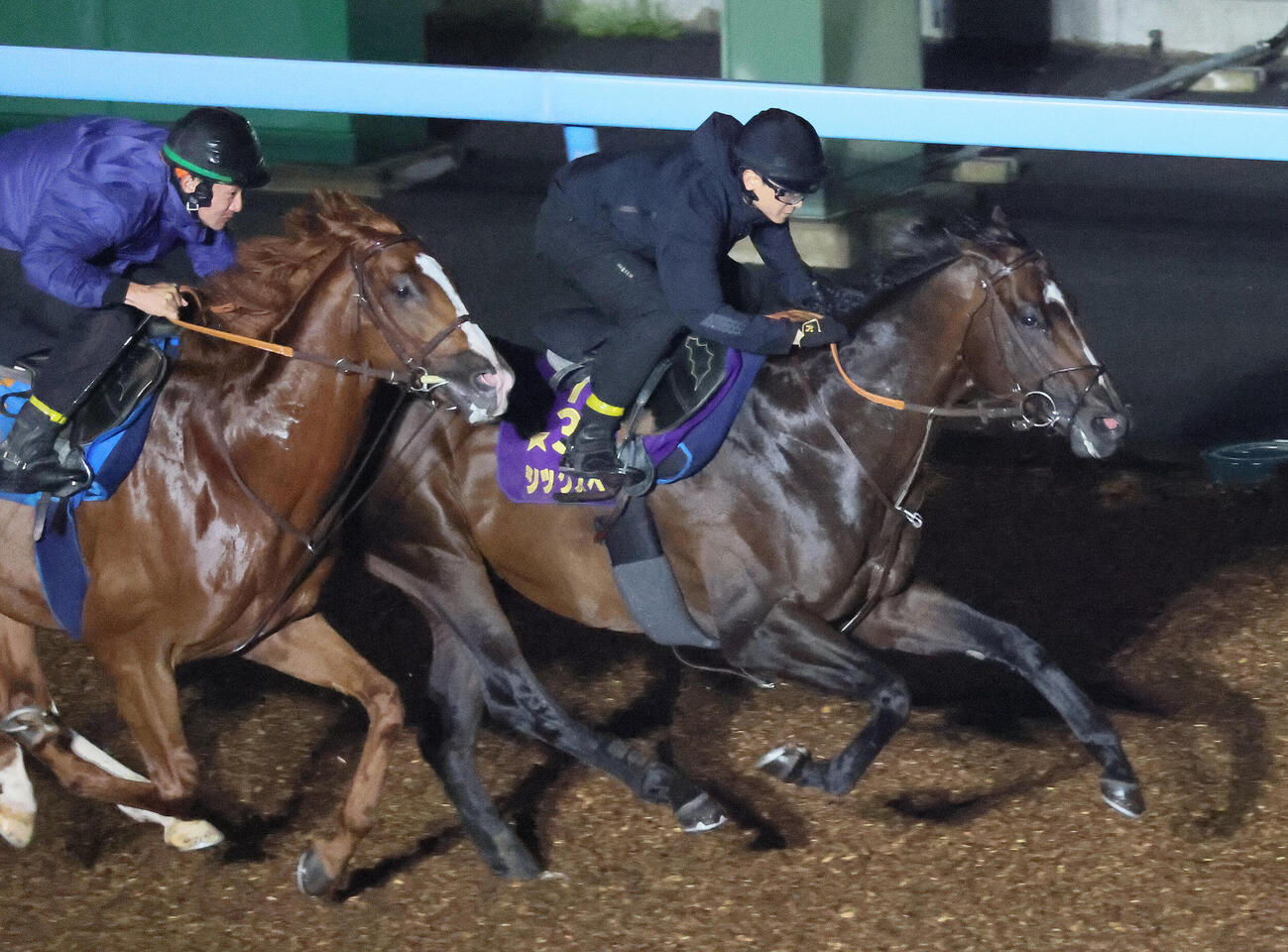 シックスペンス（右）は美浦ウッドでダノンピクチャーと併せて国内最終追い切りを行った（撮影・丹羽敏通）
