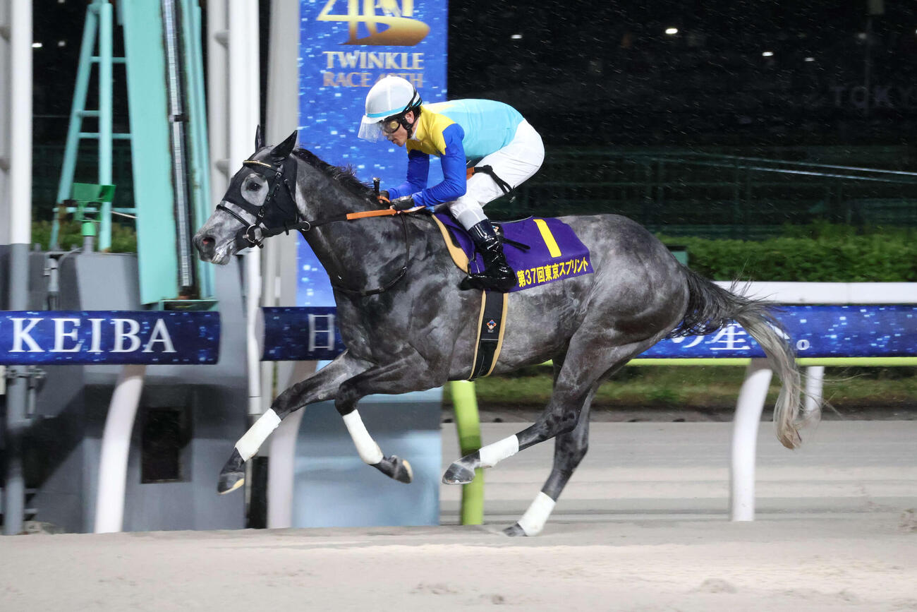 東京スプリントを制したドラゴンウェルズ（2026年4月15日撮影）
