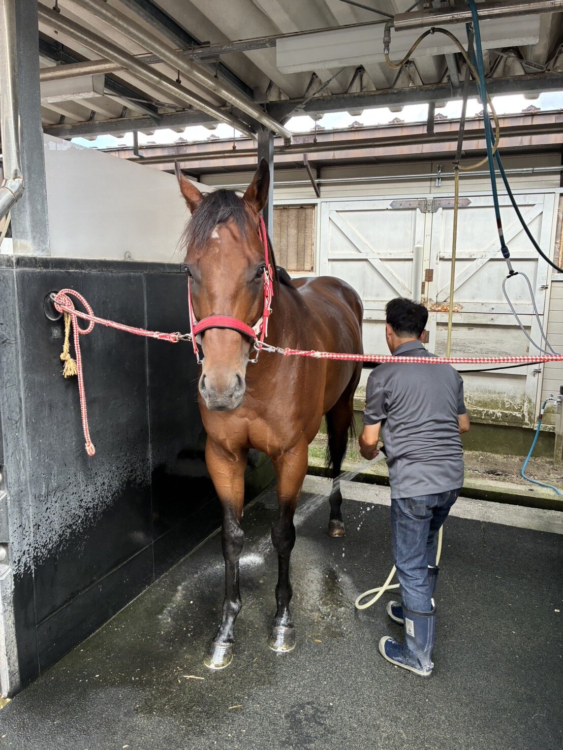 函館競馬場へ入厩したフォーエバーヤング（矢作厩舎荒木助手提供）