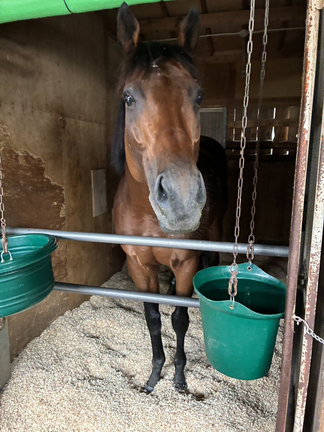 函館競馬場へ入厩したフォーエバーヤング（矢作厩舎荒木助手提供）