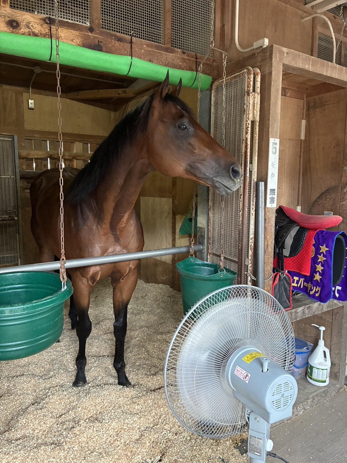 函館競馬場へ入厩したフォーエバーヤング（矢作厩舎荒木助手提供）