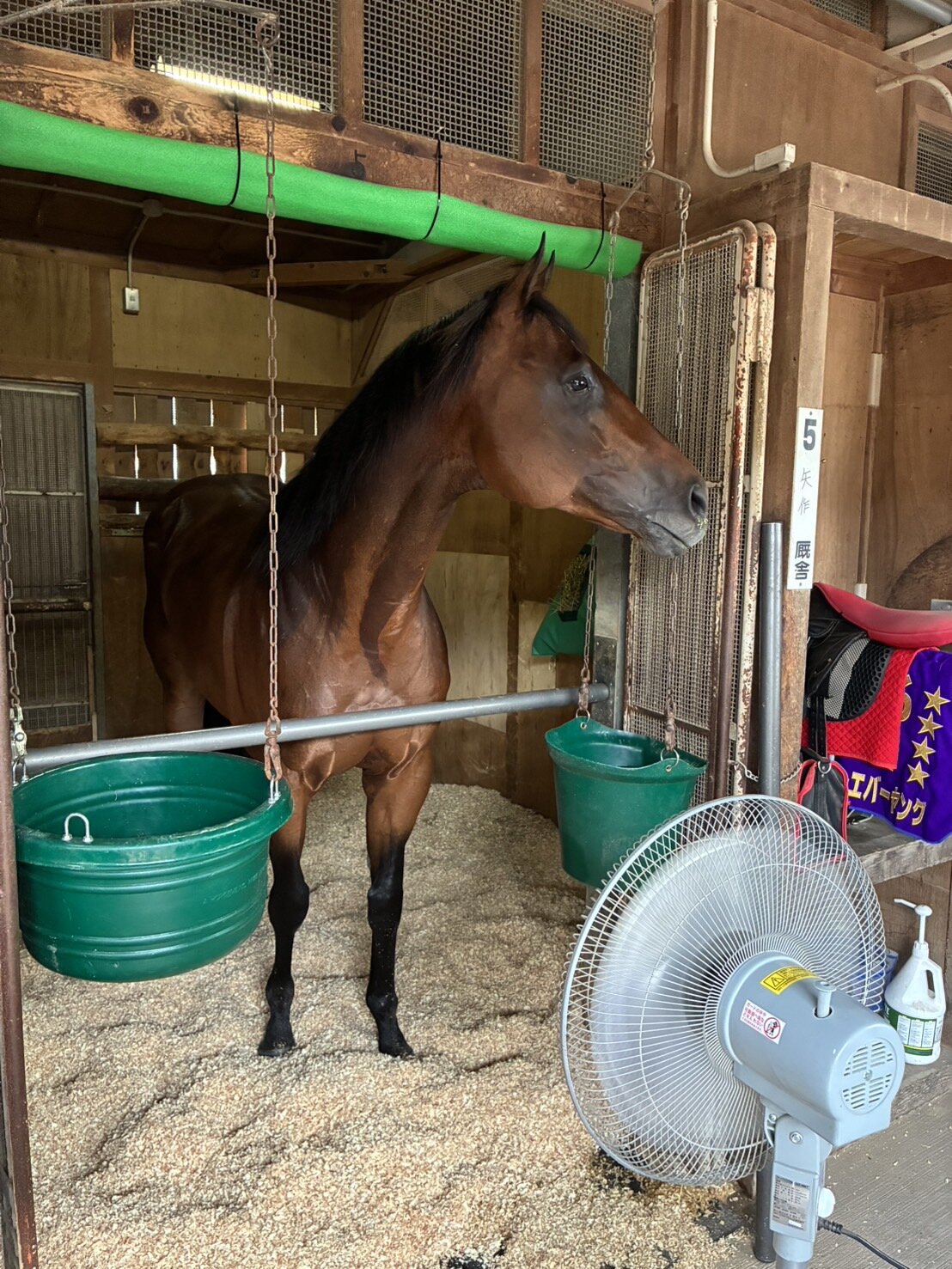 函館競馬場へ入厩したフォーエバーヤング（矢作厩舎荒木助手提供）