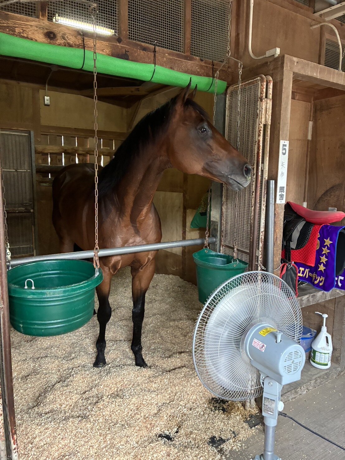 函館競馬場へ入厩したフォーエバーヤング（矢作厩舎荒木助手提供）