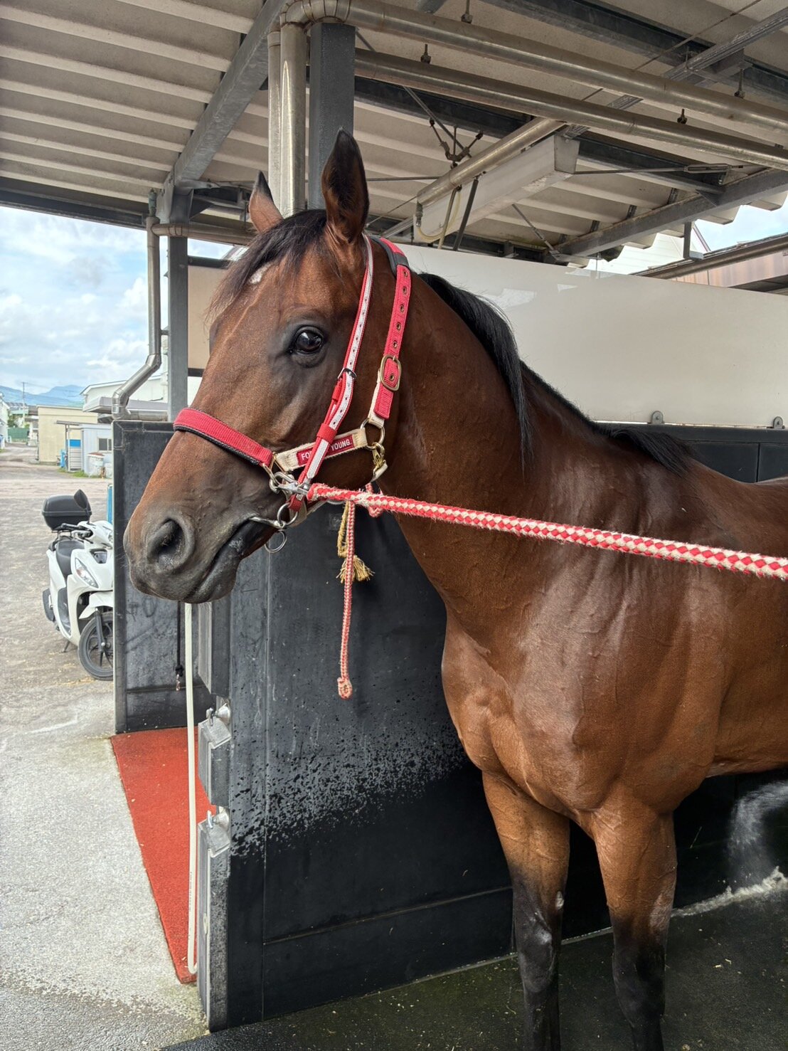 函館競馬場へ入厩したフォーエバーヤング（矢作厩舎荒木助手提供）