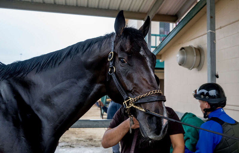 ソヴリンティ（C）Carlos　J.　Calo／Eclipse　Sportswire／Breeders　Cup