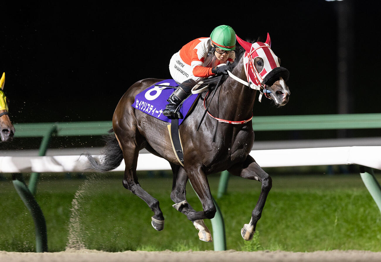 ひまわり賞を制し、岩手3歳牝馬2冠を達成したセイクリスティーナ（岩手県競馬組合提供）