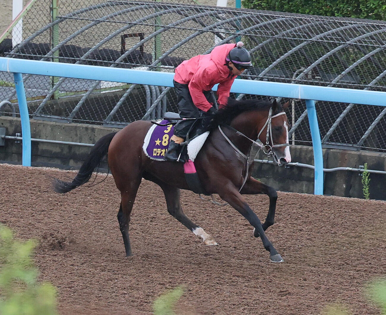 美浦ウッドで調整するロデオドライブ（撮影・丹羽敏通）