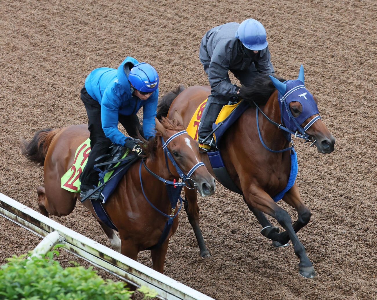 カネラフィーナ（右）は石川裕紀人騎手を背に美浦坂路でコスモベスケーデンと併せて追い切られた