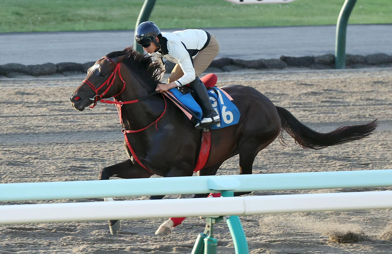 11日、札幌競馬場のダートコースで横山武史騎手を背に追い切るエコロヴァルツ