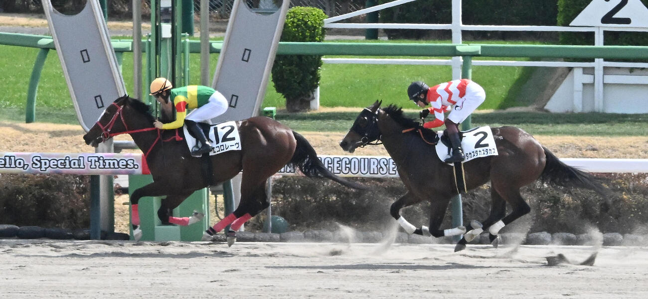 3歳1勝クラスを制したエコロレーヴ。右は2着のタカスタカスタカス（2026年3月撮影）