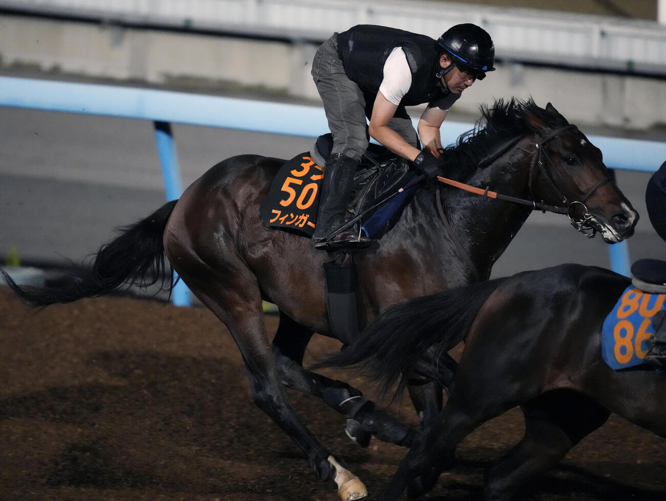 フィンガーは美浦ウッドでサトノビーツと併せて国内最終追い切りを行った（撮影・小島史椰）