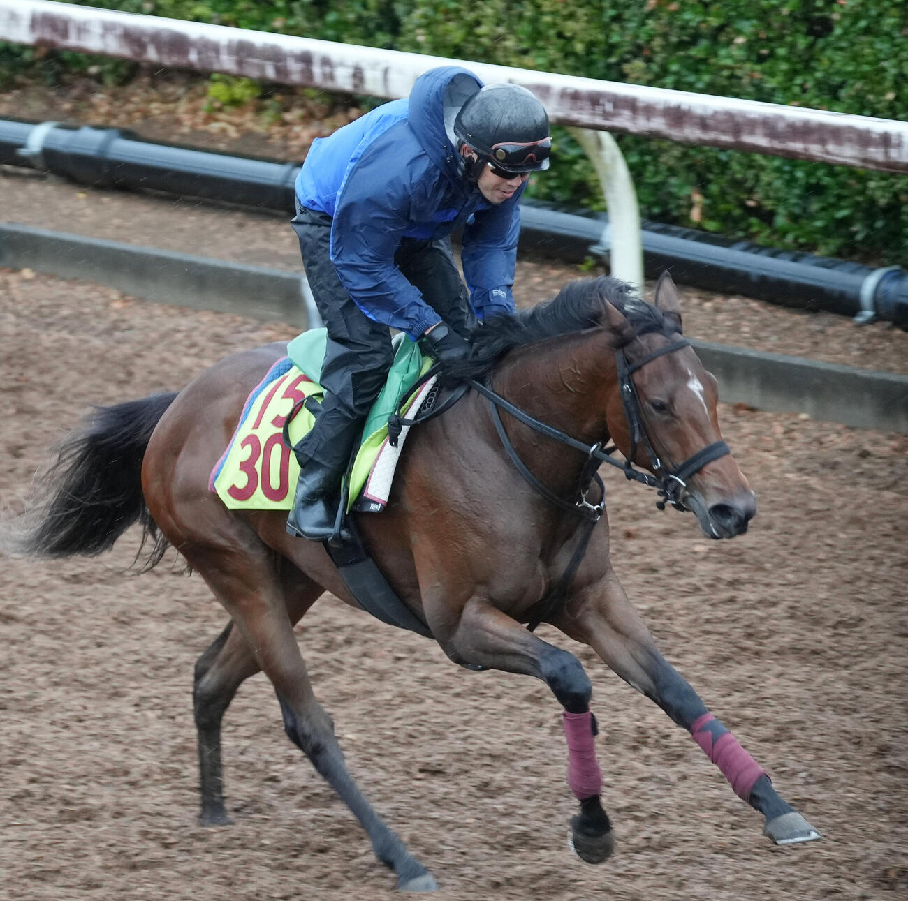 美浦坂路で調整するシャンデヴァーグ（2026年8月12日撮影）