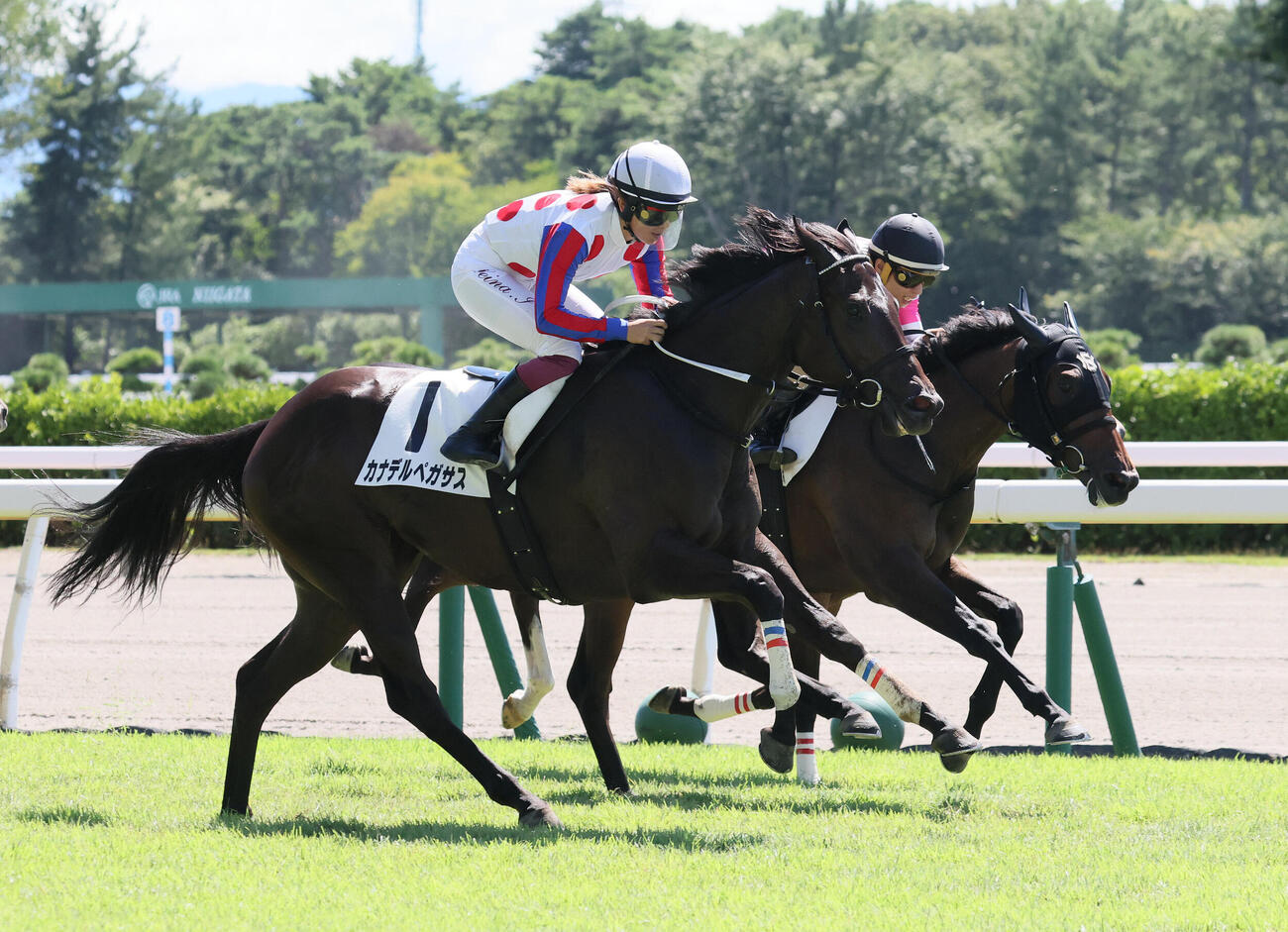 新潟2R、2歳牝馬限定の新馬戦を制したカナデルペガサスと今村聖奈騎手（撮影・丹羽敏通）