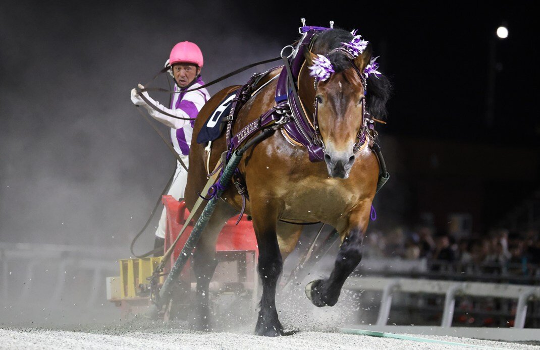 ばんえいグランプリ6連覇を達成したメムロボブサップと阿部武臣騎手