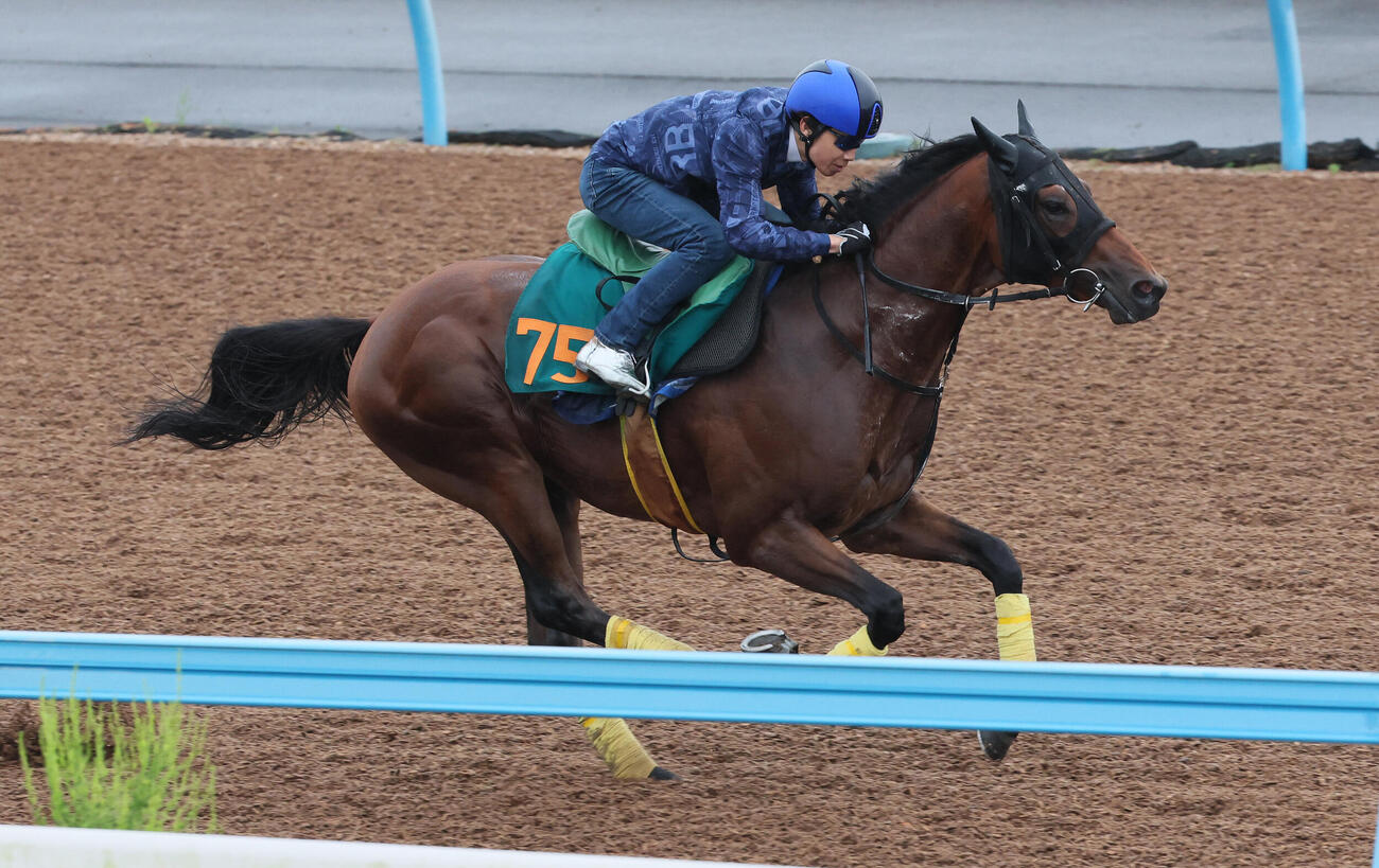 13日、レッチュベルクは田辺裕信騎手を背に美浦ウッドで追い切られた