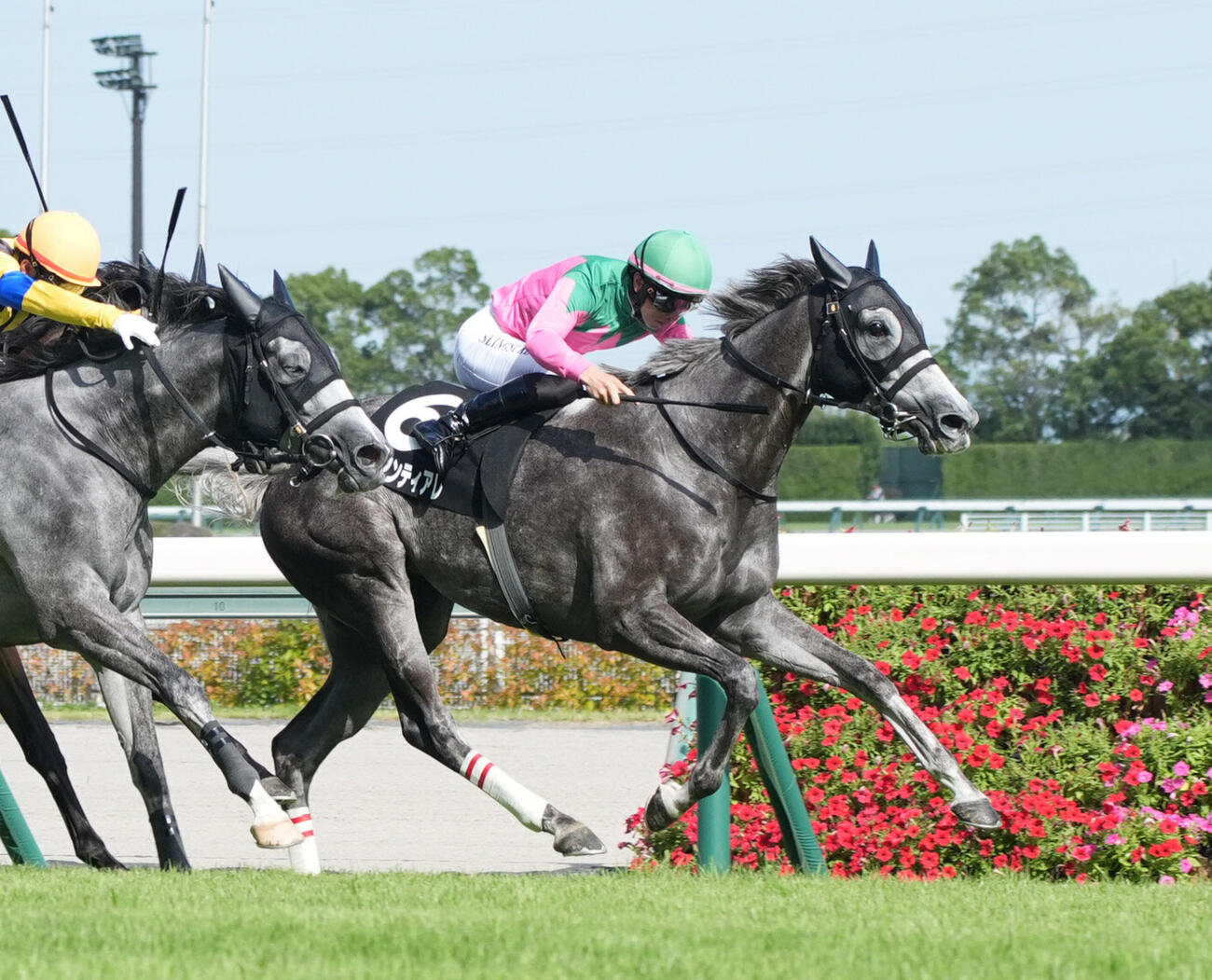豊橋Sを制したハワイアンティアレ