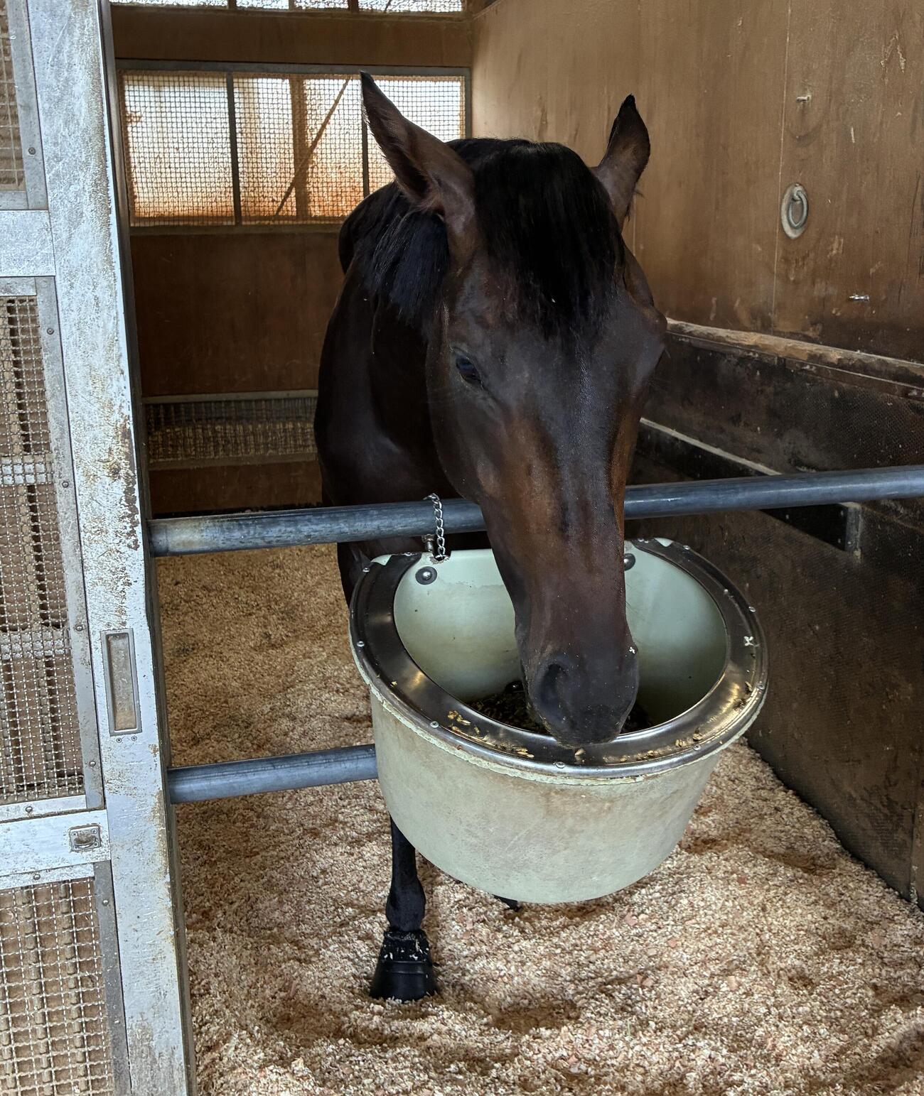 カイバを食べるケイアイトリノ（撮影・太田尚樹）