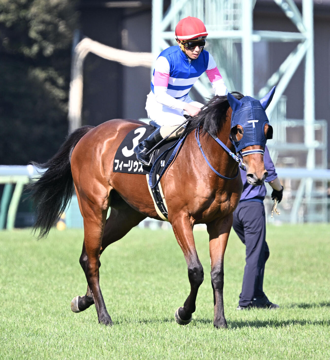 フィーリウス（2025年3月撮影）