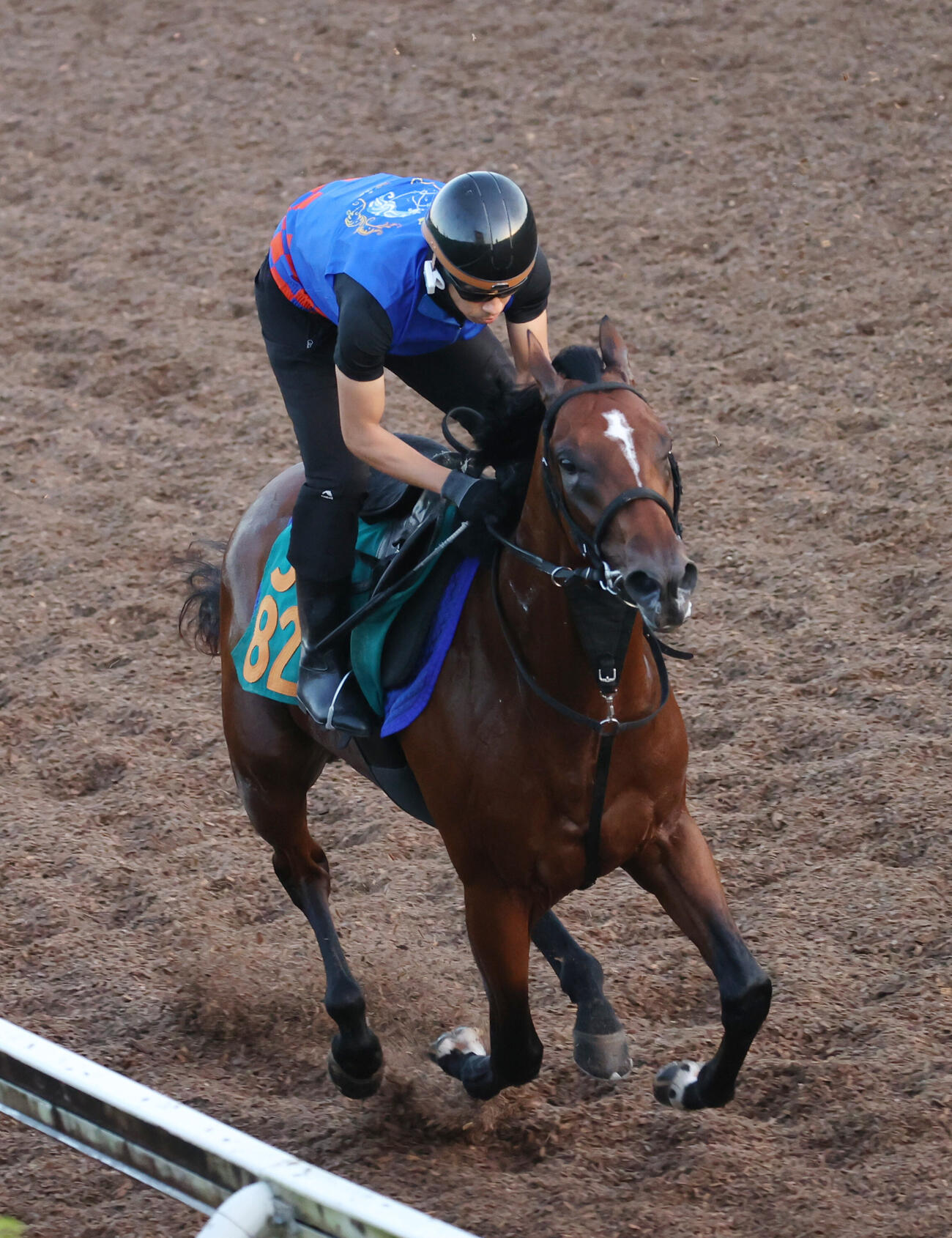 トウシンマジックは坂路で追い切る（撮影・柴田隆二）