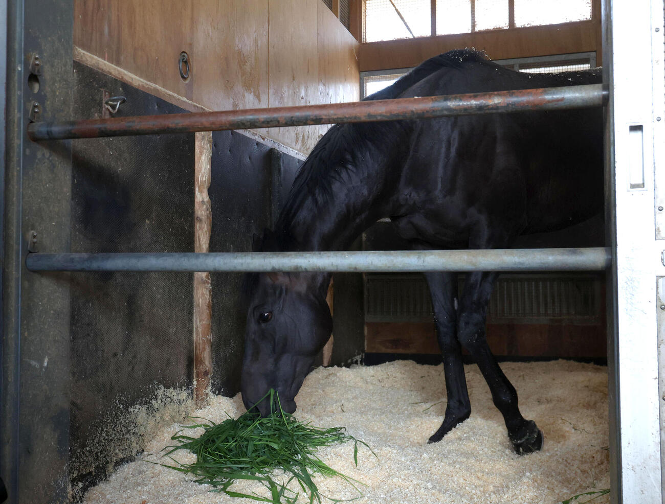 馬房で青草を食べるロブチェン（撮影・白石智彦）