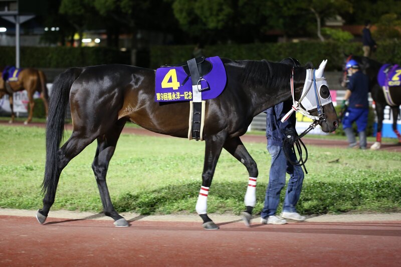 マイネルバルビゾン（高知県競馬組合提供）