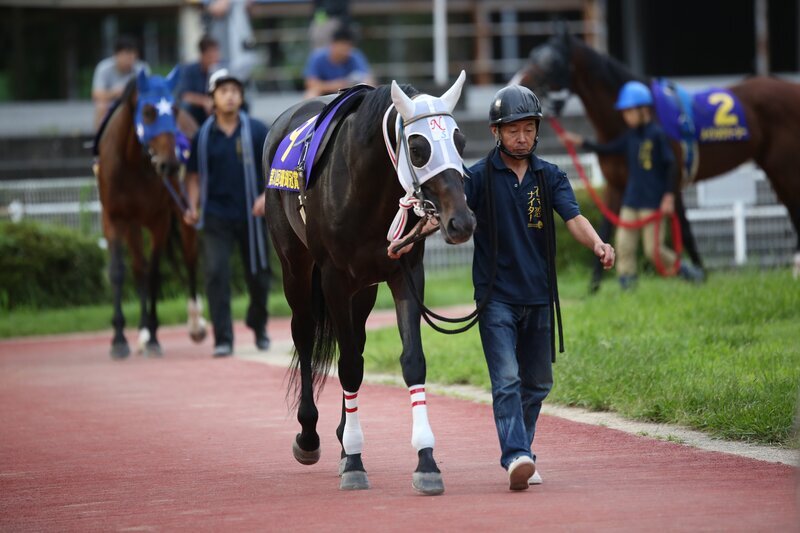 マイネルバルビゾン（高知県競馬組合提供）