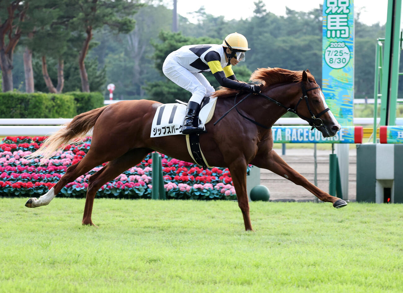 新潟3R 2歳新馬戦を制したジップスパークと田辺裕信騎手（撮影・鈴木正人）